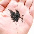 Portulak Microgreens Samen auf der Hand.jpg
