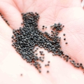 Portulak Microgreens Samen.jpg