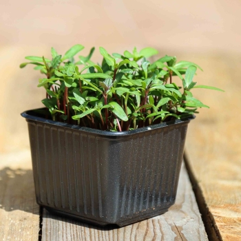 Rosa Tagetes Microgreens im Topf.jpg