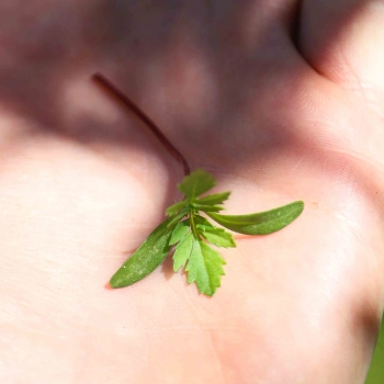 Rosa Tagetes Microgreens-Blätter.jpg