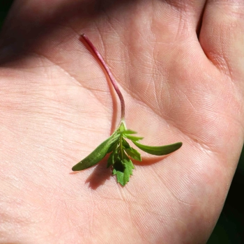 Rosa Tagetes Microgreens in der Hand