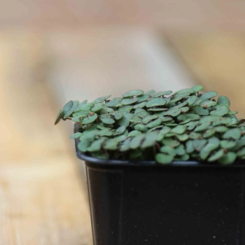 Rotblättrige Perilla, Shiso Microgreens