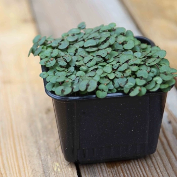 Rotblättrige Perilla, Shiso Microgreens-Saatgut