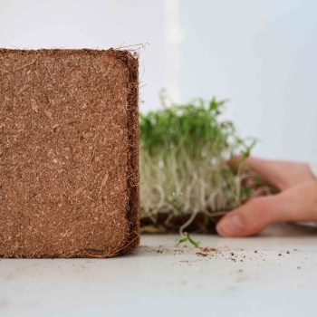 Kokosfaserziegel zum Anbau von Microgreens