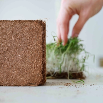 Kokosfaserziegel zum Anbau von Microgreens