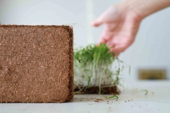 Kokosfaserziegel zum Anbau von Microgreens