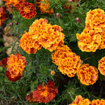 Tagetes Essbare Blumen