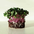 Rotkohl Microgreens-Samen.jpg
