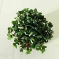 Rotkohl Microgreens.jpg