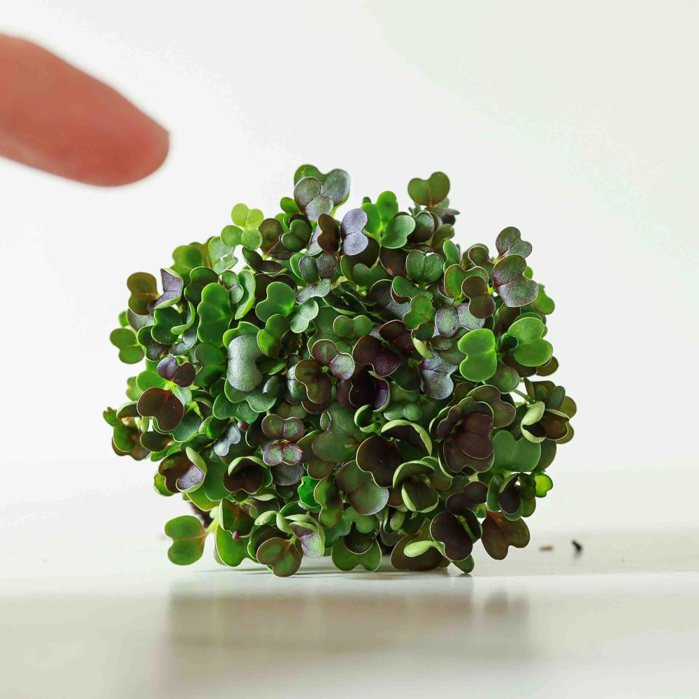 Pak Choi Red Microgreens Samen.jpg