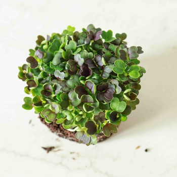 Pak Choi Red Microgreens Samen.jpg