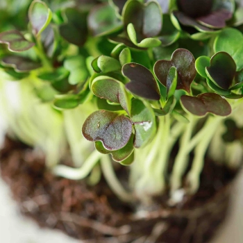 Pak Choi Red Microgreens Samen.jpg