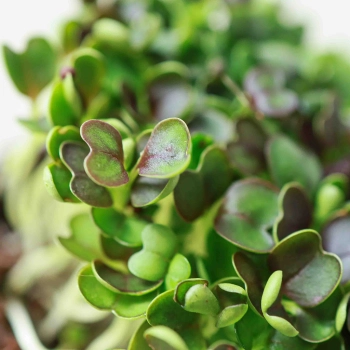 Pak Choi Red Microgreens Samen