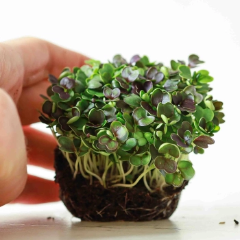 Pak Choi Red Microgreens Samen