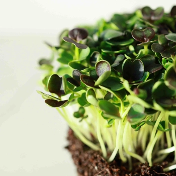 Pak Choi Red Microgreens Samen