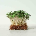 Weißer Senf Microgreens Saatgut.jpg