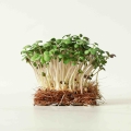 Weißer Senf Microgreens Saatgut-6819.jpg
