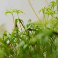 Fenchel Microgreens.jpg