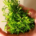 Karotte - "Falla" Microgreens-Samen-7075.jpg