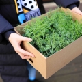 Transportbox-fuer-Microgreesn.jpg