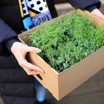 Transportbox-fuer-Microgreesn.jpg