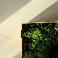Lieferungsbox-für-Microgreens.jpg