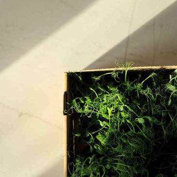 Lieferungsbox-für-Microgreens.jpg
