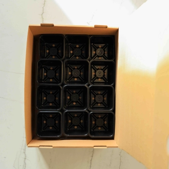 Microgreens-Lieferungsbox-für-12-Anzuchttöpfe