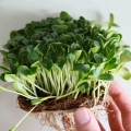 Samen zum Anbau von Mariendistel Microgreens