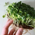 Ausgewachsene Mariendistel Microgreens