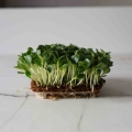 Mariendistel Microgreens