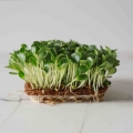 Mariendistel Microgreens