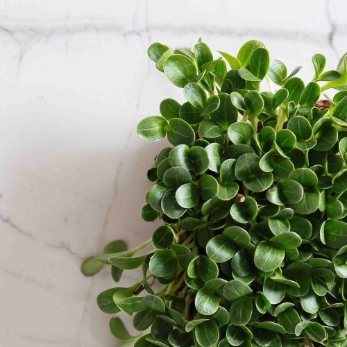 Mariendistel Microgreens Samen