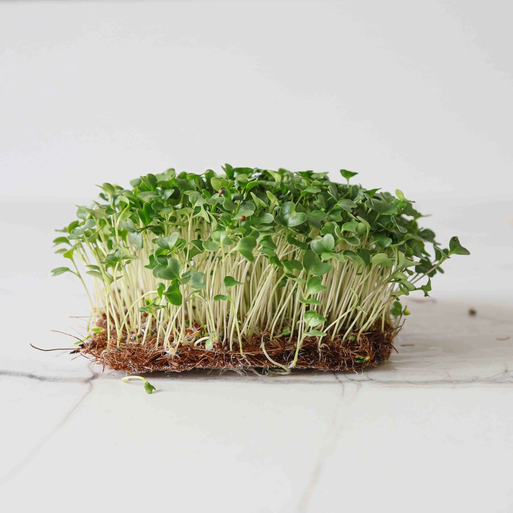 Calabrese Brokkoli Microgreens Samen