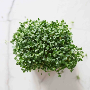 Calabrese Brokkoli Microgreens Blätter