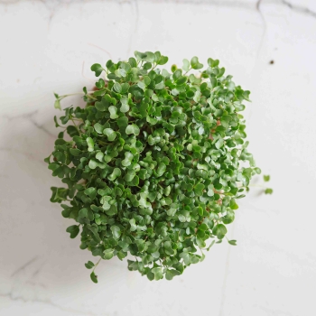 Calabrese Brokkoli Microgreens