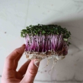 Rotkohl Microgreens-9589.jpg