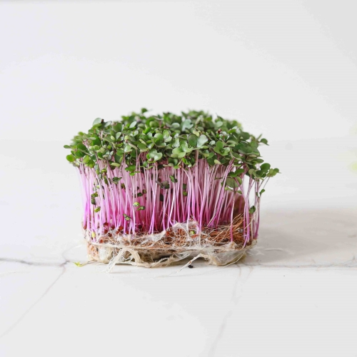 Rotkohl Microgreens-9512.jpg