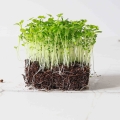 Sellerie Microgreens-9531.jpg