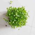 Sellerie Microgreens-9546.jpg
