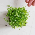 Sellerie-Microgreens9549.jpg