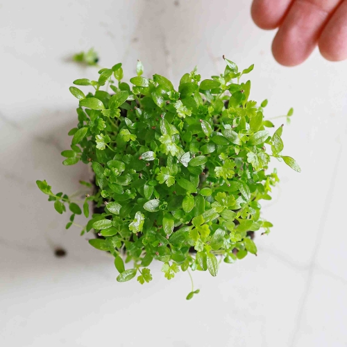 Sellerie-Microgreens9549.jpg