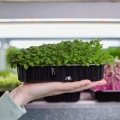 Zitronenmelisse Microgreens.jpg