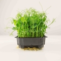 Erbse Frilly-Microgreens