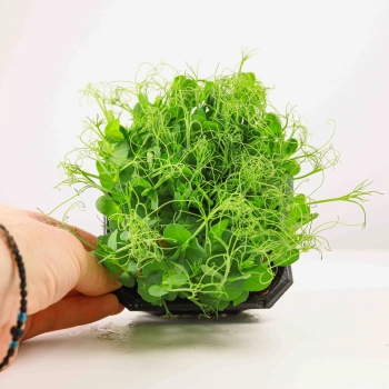 Erbse Frilly-Microgreens-Samen
