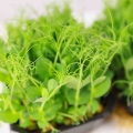 Erbse Microgreens Frilly