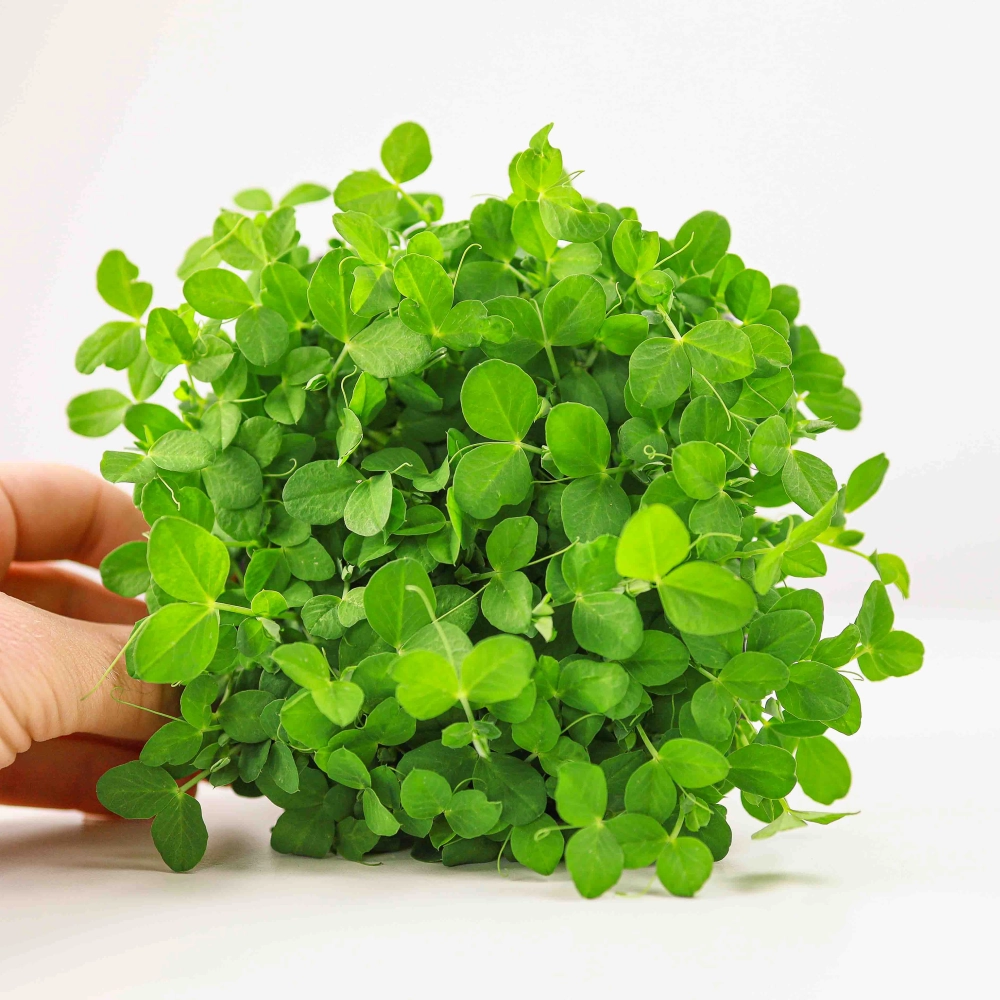 Erbsensalat