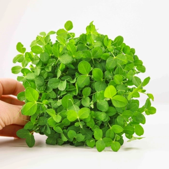 Erbsensalat