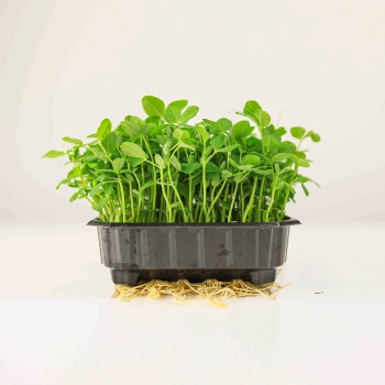 Erbsensalat Microgreens