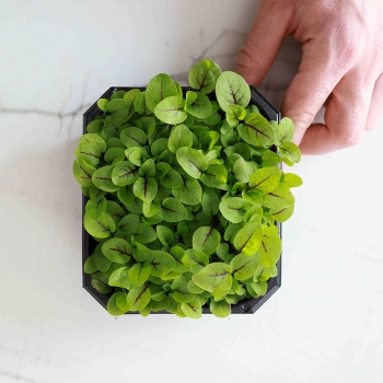 Microgreens Kräuter
